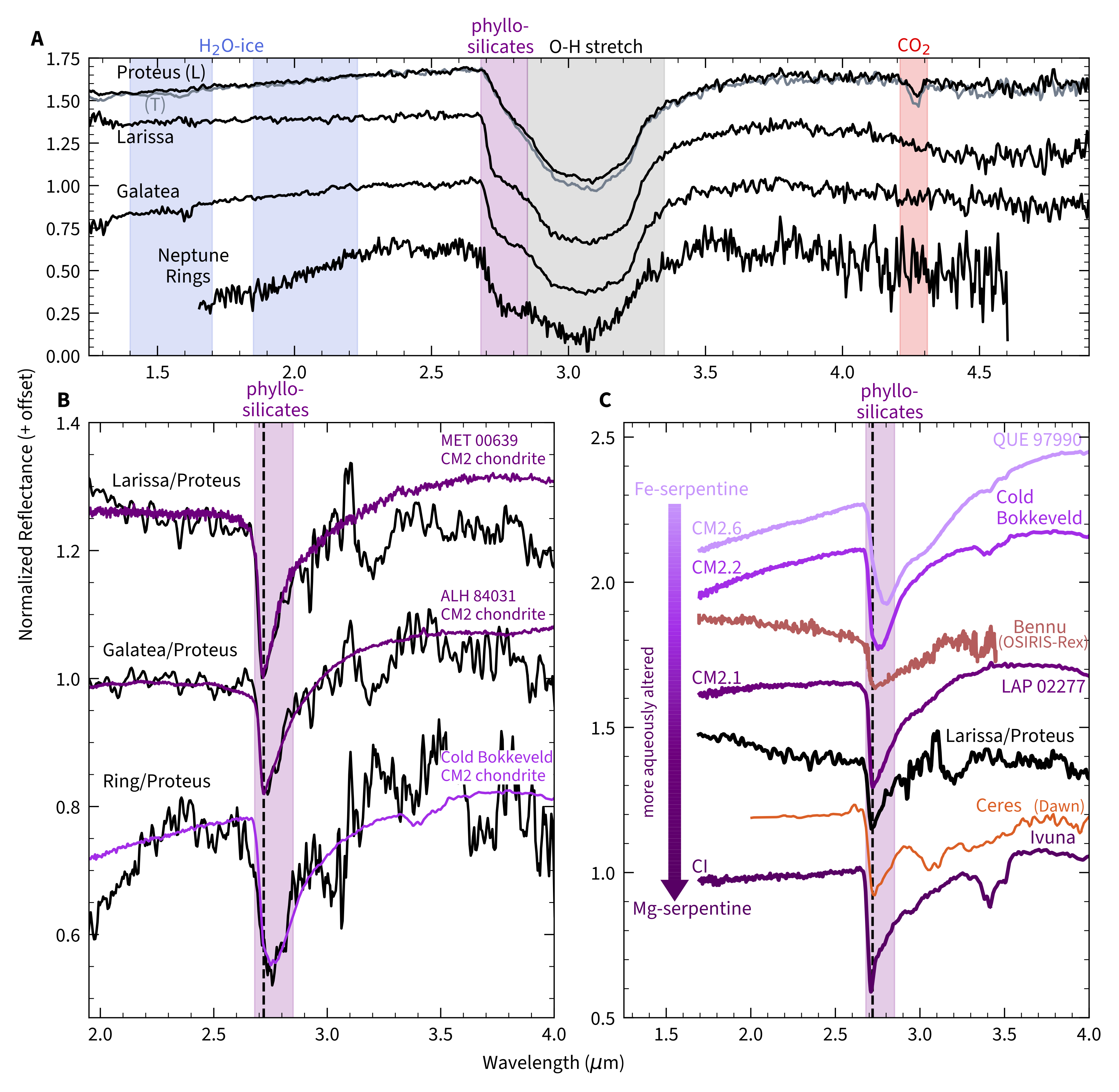 JWST/NIRSpec spectra of Neptune's inner moons and rings. (A) Normalized
reflectance spectra of Proteus, Larissa, Galatea, and the rings, showing the deep
3 µm OH band and absence of water ice signatures. (B) Continuum-removed 2.72 µm
absorption band compared to CM2 carbonaceous chondrite laboratory spectra (purple)
from the RELAB spectral library. (C) Comparison with asteroid spectra (Bennu and
Ceres) and CM2 chondrites in order of increasing aqueous alteration; Neptune's moons
match the most aqueously evolved end of the sequence.